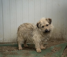 KADARKA, Hund, Mischlingshund in Ungarn - Bild 15