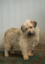 KADARKA, Hund, Mischlingshund in Ungarn - Bild 16