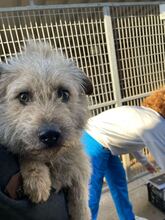 KADARKA, Hund, Mischlingshund in Ungarn - Bild 2