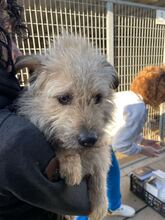 KADARKA, Hund, Mischlingshund in Ungarn - Bild 3