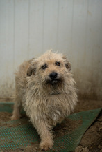 KADARKA, Hund, Mischlingshund in Ungarn - Bild 5