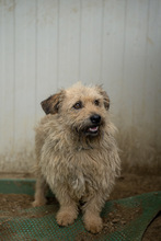 KADARKA, Hund, Mischlingshund in Ungarn - Bild 6