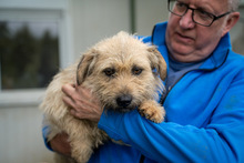 KADARKA, Hund, Mischlingshund in Ungarn - Bild 7
