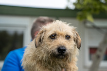 KADARKA, Hund, Mischlingshund in Ungarn - Bild 8