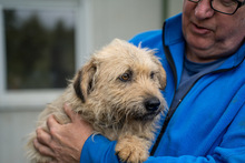 KADARKA, Hund, Mischlingshund in Ungarn - Bild 9