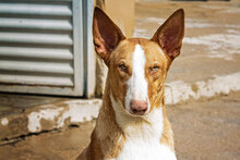 NUIR, Hund, Podenco in Spanien - Bild 1