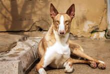 NUIR, Hund, Podenco in Spanien - Bild 2