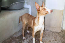 NUIR, Hund, Podenco in Spanien - Bild 3