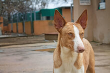 NUIR, Hund, Podenco in Spanien - Bild 4