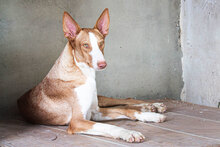 NUIR, Hund, Podenco in Spanien - Bild 5