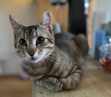 MORITZ, Katze, Hauskatze in Hattersheim - Bild 1