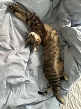 MORITZ, Katze, Hauskatze in Hattersheim - Bild 2