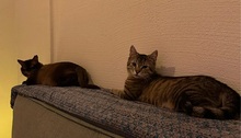 MORITZ, Katze, Hauskatze in Hattersheim - Bild 4