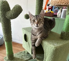 MORITZ, Katze, Hauskatze in Hattersheim - Bild 5
