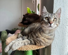 MORITZ, Katze, Hauskatze in Hattersheim - Bild 6