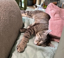 MORITZ, Katze, Hauskatze in Hattersheim - Bild 7