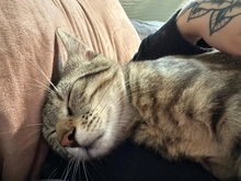 MORITZ, Katze, Hauskatze in Hattersheim - Bild 8