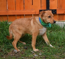 ORION, Hund, Mischlingshund in Slowakische Republik - Bild 2