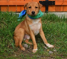 ORION, Hund, Mischlingshund in Slowakische Republik - Bild 4