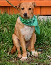ORION, Hund, Mischlingshund in Slowakische Republik - Bild 5