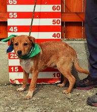 ORION, Hund, Mischlingshund in Slowakische Republik - Bild 6