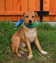 ORION, Hund, Mischlingshund in Slowakische Republik - Bild 7
