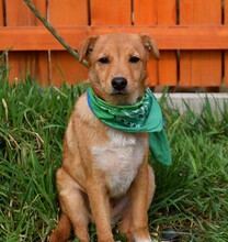 ORION, Hund, Mischlingshund in Slowakische Republik - Bild 8