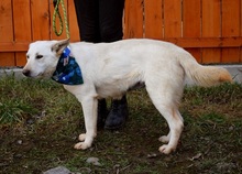 NAIMA, Hund, Mischlingshund in Slowakische Republik - Bild 10
