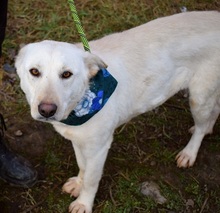 NAIMA, Hund, Mischlingshund in Slowakische Republik - Bild 11