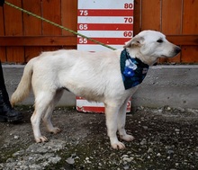 NAIMA, Hund, Mischlingshund in Slowakische Republik - Bild 13