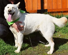 NAIMA, Hund, Mischlingshund in Slowakische Republik - Bild 14