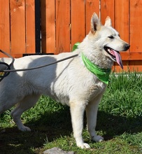 NAIMA, Hund, Mischlingshund in Slowakische Republik - Bild 15