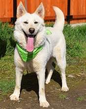 NAIMA, Hund, Mischlingshund in Slowakische Republik - Bild 16