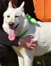 NAIMA, Hund, Mischlingshund in Slowakische Republik - Bild 2