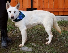 NAIMA, Hund, Mischlingshund in Slowakische Republik - Bild 3