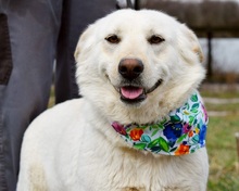 NAIMA, Hund, Mischlingshund in Slowakische Republik - Bild 4