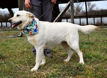NAIMA, Hund, Mischlingshund in Slowakische Republik - Bild 6