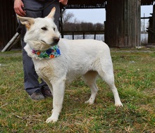 NAIMA, Hund, Mischlingshund in Slowakische Republik - Bild 7