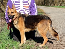 ROXYC59, Hund, Deutscher Schäferhund-Mix in Slowakische Republik - Bild 8