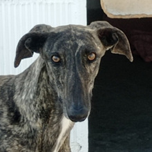 RAYO, Hund, Galgo Español in Spanien - Bild 1