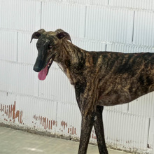RAYO, Hund, Galgo Español in Spanien - Bild 2
