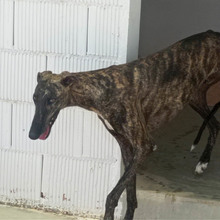RAYO, Hund, Galgo Español in Spanien - Bild 3