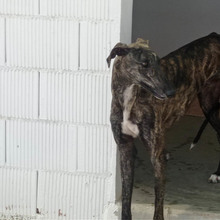 RAYO, Hund, Galgo Español in Spanien - Bild 4