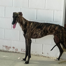 RAYO, Hund, Galgo Español in Spanien - Bild 5