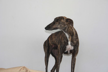 RAYO, Hund, Galgo Español in Spanien - Bild 6