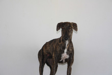 RAYO, Hund, Galgo Español in Spanien - Bild 7