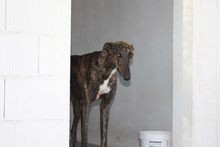 RAYO, Hund, Galgo Español in Spanien - Bild 9