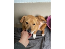VINCENT, Hund, Mischlingshund in Rumänien - Bild 2