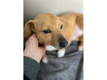 VINCENT, Hund, Mischlingshund in Rumänien - Bild 3