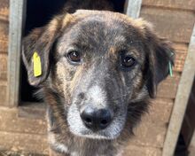 RUSTY, Hund, Mischlingshund in Rumänien - Bild 1